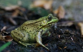 Большая зеленая жаба на земле