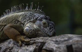 Большая игуана на старом дереве