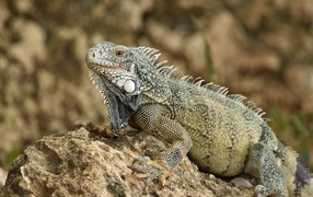 Big iguana sits on a rock