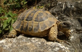 Big turtle sits on a rock