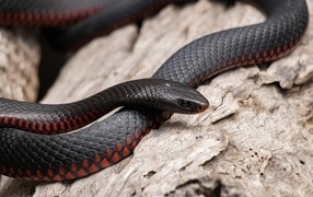 Черная с красным пузом змея 