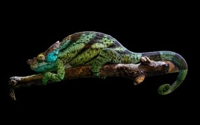 Chameleon on a branch on a black background