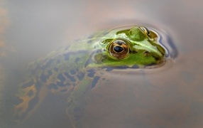 Green frog hiding in the water