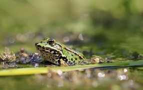 Зеленая лягушка сидит в холодном пруду