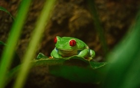 Green frog with red eyes sits in the leaves