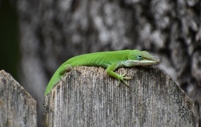 Зеленый геккон на заборе