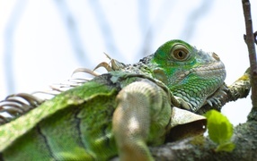 Green iguana on a branch close-up