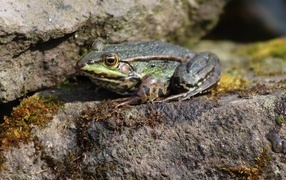 Зеленая прудовая лягушка на камне