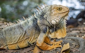 Large bearded iguana close up