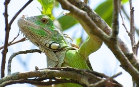 Large green iguana in a thicket of a tree