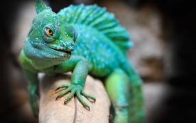 Large green iguana sitting on a branch