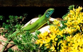 Большая зеленая ящерица в желтых цветах