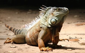 Large iguana with sharp claws