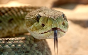 Large venomous speckled rattlesnake
