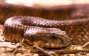 Large venomous viper