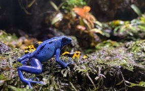 Little blue frog