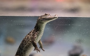 Little crocodile in the aquarium