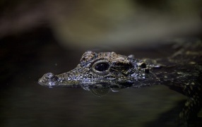 Little crocodile in the water