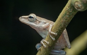 Little frog on a branch on a black background