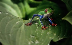 Little green frog on a big leaf