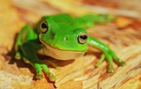 Маленькая зеленая лягушка с большими глазами