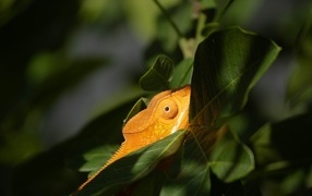 Orange chameleon in green leaves
