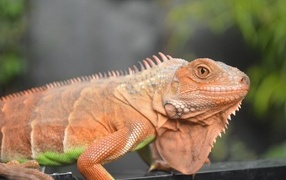 Orange iguana close up