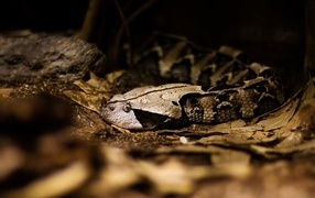 Poisonous viper snake in yellow leaves