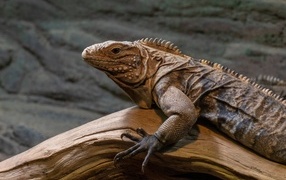 Чешуйчатая игуана сидит на сухом дереве