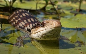 Skink with a blue tongue hid in the water