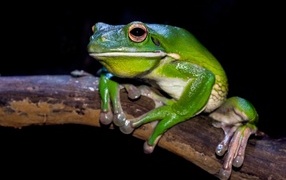 Скользкая зеленая лягушка сидит на ветке