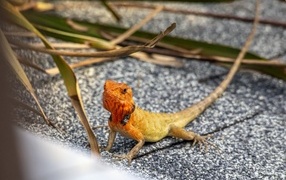Small orange eastern garden lizard