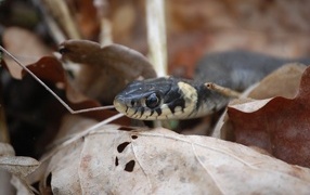 The snake hides in the fallen leaves