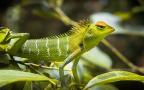 small green lizard in leaves