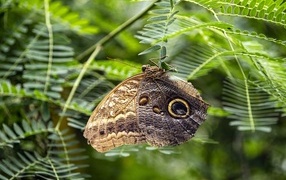 Большая коричневая бабочка сидит на зеленой ветке