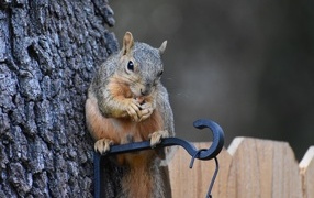 A squirrel gnaws a nut at a tree feeder