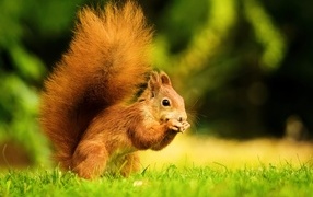 Beautiful red squirrel with fluffy tail