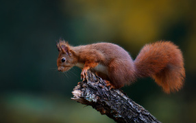 Bright red squirrel sits on a dry branch