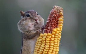 Chipmunk nibbles on corn kernels