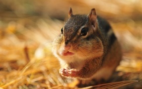 Chipmunk with nuts stuffed his mouth