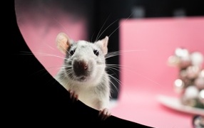 Curious little domestic rat