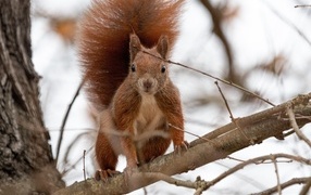 Curious red squirrel sits on a branch