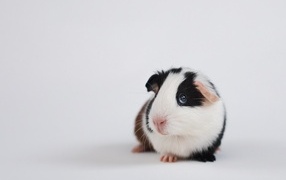 Cute guinea pig on a gray background