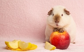 Cute guinea pig with apples on a pink background