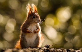 Cute red squirrel in the sun