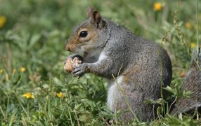 Gray squirrel gnaws bread on the grass