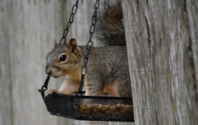 Gray squirrel in a tree feeder