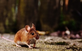 Маленькая полевая мышь