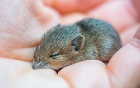 Маленькая серая мышка полевка спит на ладони 
