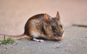 Маленький мышонок грызет еду на земле